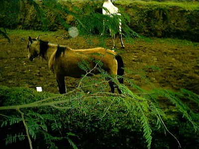 Horses behind the house of Esme's mother