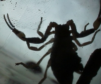 Scorpion Georgio in a plastic container (May, 2004)