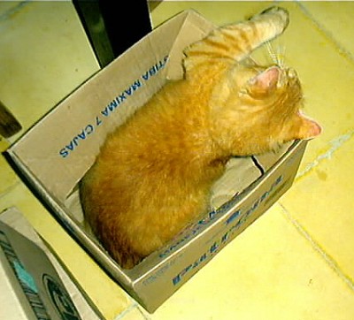 Vito the cat in a box