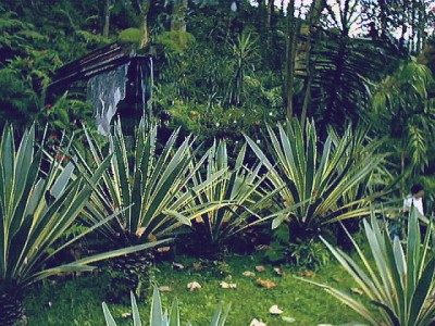 Agaves