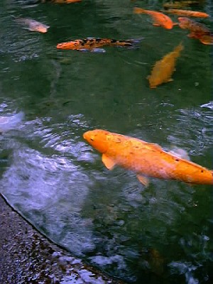 Fish swimming in a pond.