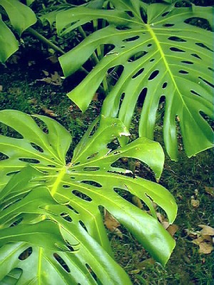 Close up of the leaves of a Monstera deliciosa