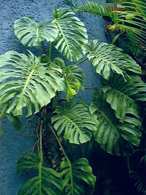 Monstera deliciosa or Split-leaf Philodendron