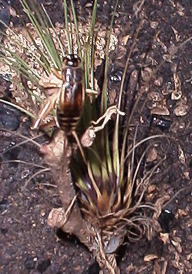 Cricket on a tillandsia