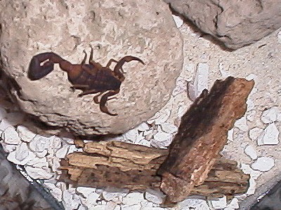 The female scorpion on a piece of pumice