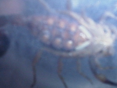 Underside of the female scorpion