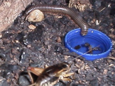 Millipede drinking