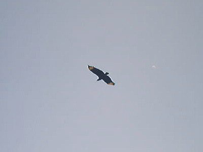 Black vulture in flight.