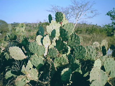 Cactus growing near to the road.