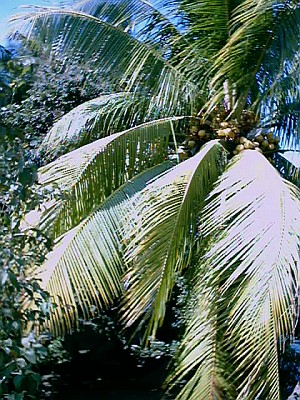 Coconut tree near the river