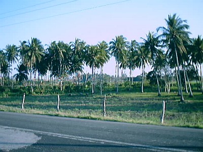 Coconut trees.