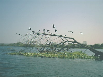 Cormorants and other birds scared by the boat