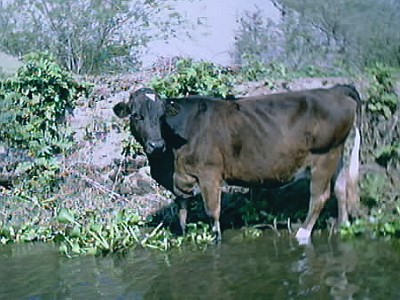 Cow, standing in the water