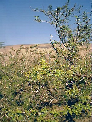 Typical plant growth on the dunes near La Antigua.