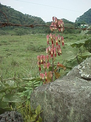 Bell shaped flowers