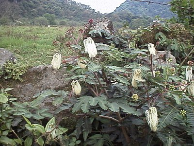 The 'little witches' plant