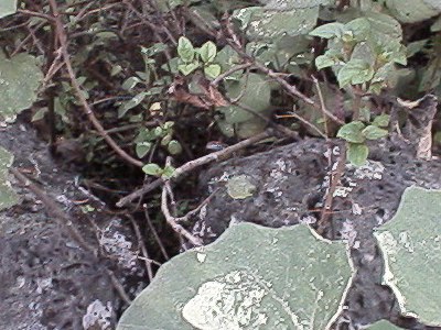 Lizard hiding (center of the photo)