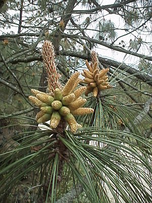 Pine cones