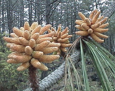 Three male pine cones