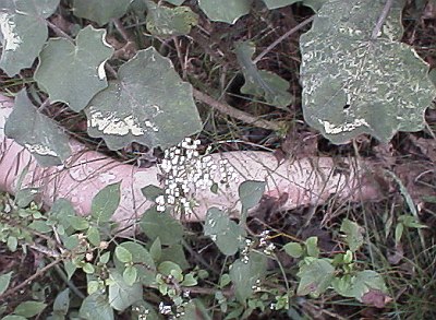 Leg of the murdered mannequin