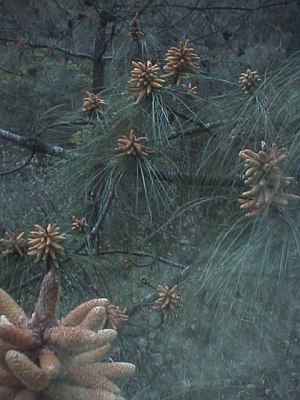 Pine cones and pollen