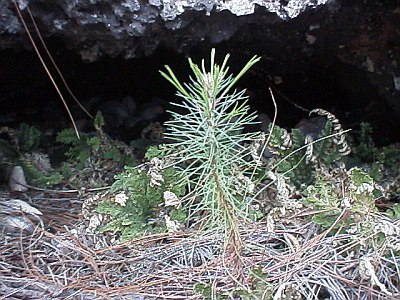 Pine seedling