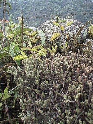 Plants trying to survive the dry and hot environment