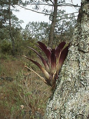 Tillandsia attached to a tree trunk