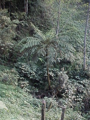 A huge tree fern