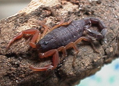 Centruroides gracilis, second instar juvenile