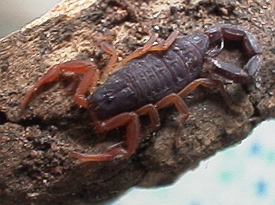 Close up of the small scorpion