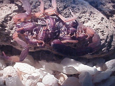 Centruroides flavopictus "Romy" with scorplings