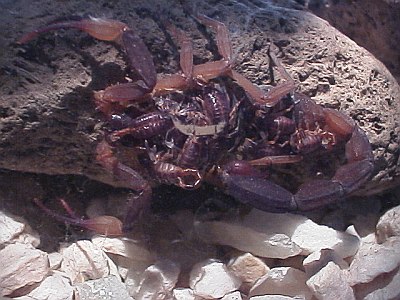 Centruroides flavopictus "Romy" with scorplings