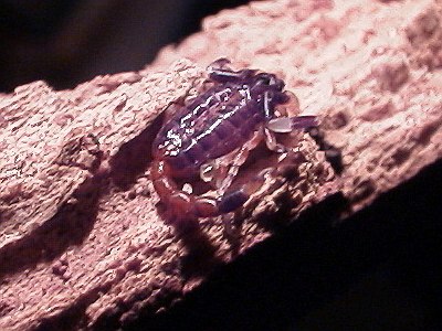 First instar (Centruroides flavopictus)