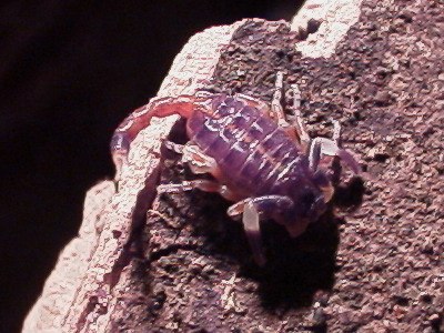 First instar (Centruroides flavopictus)