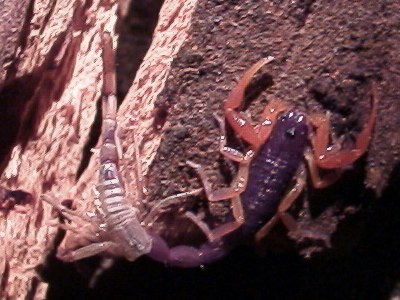 Centruroides gracilis molting