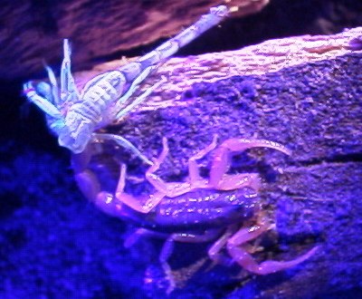 Centruroides gracilis molting, under UV light