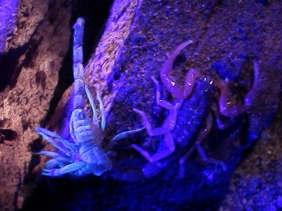 Centruroides gracilis molting, under UV light