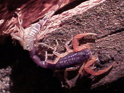 Centruroides gracilis molting