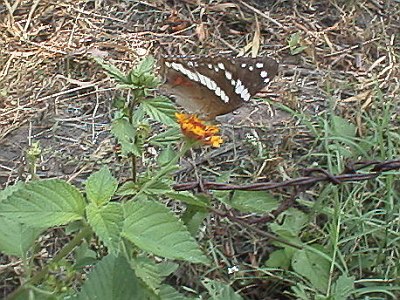 A Banded Peacock (Anartia fatima) butterfly on a flower.