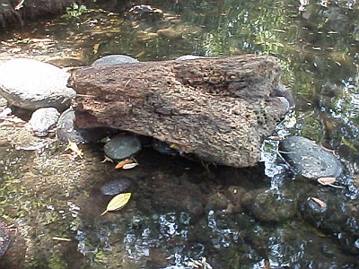 A piece of dead wood in the river.