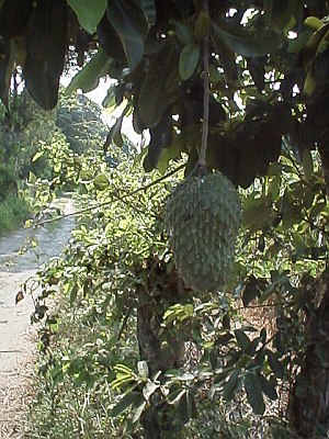 Guanabana (soursop) tree with fruit.