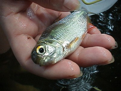 toothed-fish-from-river.jpg