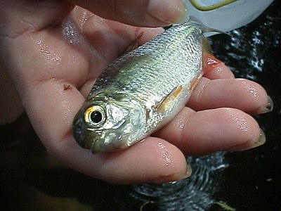 This fish has teeth.