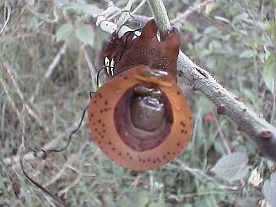 Big brown caterpillar, front