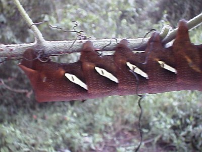 Big brown caterpillar, side