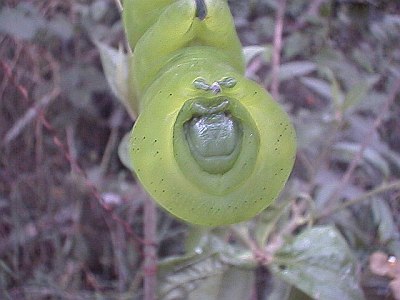 Big green caterpillar, front