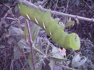 Big green caterpillar, side