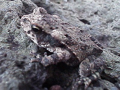 A small toad (approximately one inch in length)