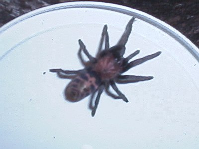 Tarantula, height of the picture is 6 cm.